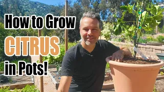 How to Grow Citrus Trees in Containers (or in the ground) // Complete Growing Guide