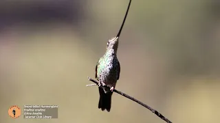 Sword-billed Hummingbird_Birds of Peru