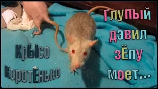 ГлЮпый дэвил зЁпу моет. ^_^ (Fancy Rats | Декоративные крысы)