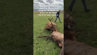 Saving the Elk Part 2. #elk #bullelk #fighting #ranch