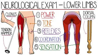 Neurological Examination of the Lower Limbs