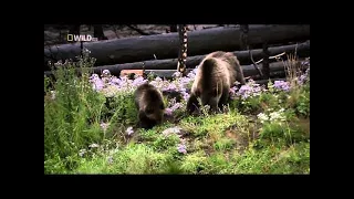 Wolves vs Grizzly Bears | Animal Documentary | Nat Geo Wild