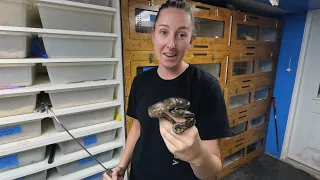 How I Calm Down Baby Anacondas