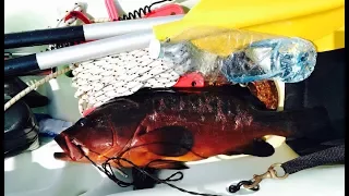 דייג בצלילה חופשית - דאור - 27.07.17 - Spearfishing Israel - Dusky Grouper