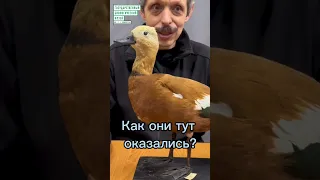 Откуда огари в Москве?