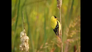 Mondays with Martha #194 - Feeding Birds: Native Plants for Finches, Goldfinches & Other Seed Eaters