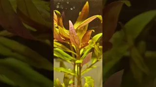 Photosynthesis demonstration