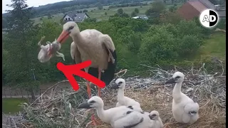 Why Should a Stork Kill Its Chick?