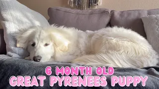 6 Month Old Great Pyrenees Puppy