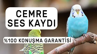 Cemre Ses Kaydı  %100 Konuşma Garantisi | 1 Ay Sonra Kuşunuz Konuşacak