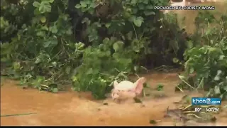 Animals rescued from flood waters on Kauai