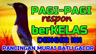 PAGI-PAGI denger pancingan ini murai BERI respon berKELAS🔴🔴 MURAI GACOR✅