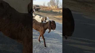козы Биталы