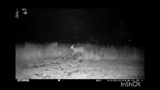 Trailcam: One night hang at my new house in Kentucky. #nature #animals #wildlife #animalshorts