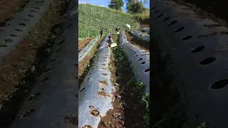Planting sweet pepper(Atsal), phase 2