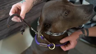 How to Back Up Your Prong Collar with a Slip Tab Leash