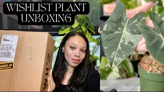 But, the list isn’t getting shorter...| Wishlist Plant Unboxing | Plant Mail