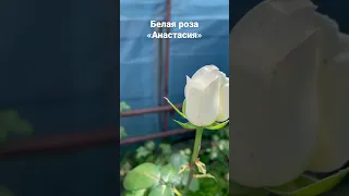 Белая роза Анастасия