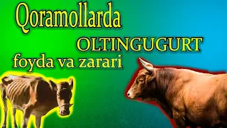 Qoramollarga oltingugurtning foyda va zararlari #RomaVETUZ