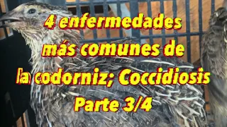 4 enfermedades más comunes de la codorniz; Coccidiosis parte 3/4