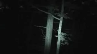 Bigfoot Eyeshine Video (BFRO)