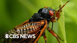 Maps show where trillions of cicadas will arrive this spring