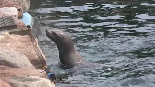 Sea Lion Bay Show