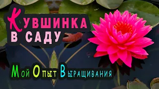 НИМФЕЯ (водная лилия, кувшинка) в саду. Мой опыт выращивания