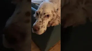English Setter Gets "Lonely" After Being Left At Home For 90 Minutes.
