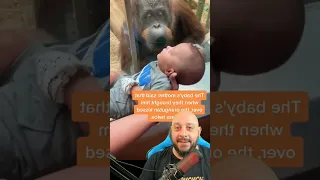 Orangotango fêmea pede para ver bebê humano em zoológico