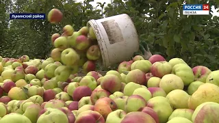 Как развивается садоводство в Лунинском районе