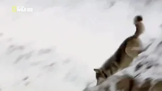 Animal Fight Club: Wolves fighting for ￼Territory￼￼!