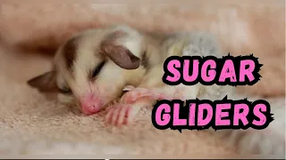 Cooldown with this compilation of SUGAR GLIDERS