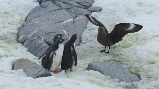 Crazy Wildlife Video:  Skua Attacking Three Penguin Chicks at Port Lockroy