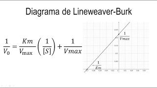 Cinética Enzimática | Diagrama de Lineweaver Burk