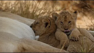 Top 20 cutest baby lions in the world.(17-15) [African Safari Plus⁺] 184