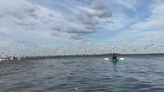 Flock of pelicans