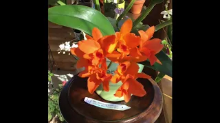 Cattleya RTH Shinfong Little Sun ‘Young Min Golden Boy’