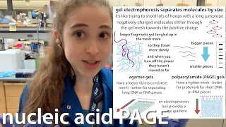 Nucleic acid PAGE (Polyacrylamide Gel Electrophoresis), with emphasis on urea PAGE