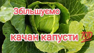 Чемериця для капусти💪Навіщо це потрібно ❓Покращити лежкість капусти☝️Захист для капусти