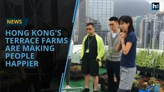 Hong Kong's Terrace Farms Are Making People Happier