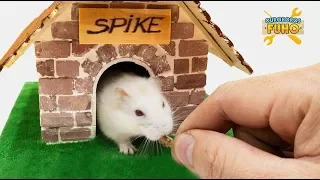 Faça Uma Pequena Casa De Hamster Com Um Tijolo Pequeno