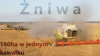 Żniwa pszenicy ✔☆160ha w jednym kawałku✔☆Claas Lexion 580 & New Holland Cr9080-Patenciarze