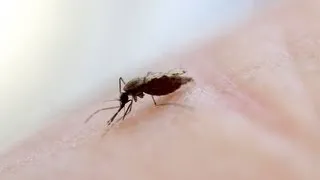 Why Mosquitoes Bite