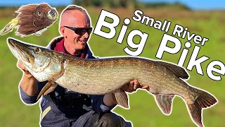 Pike Fishing in a Small River. Big Pike on Miuras Mouse lure.