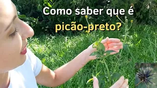 Como saber que é picão-preto?