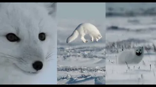 Fox dives headfirst into snow to catch a rat | North America | Arctic white fox