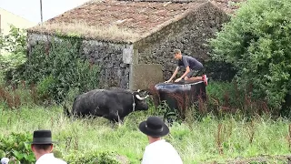 Touros ER (414,422) & EG (11,43) - Caminho Da Cidade Porto Judeu - Ilha Terceira - (21Jul23)