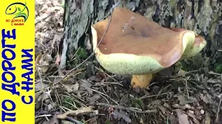 Собираем грибы в лесу ǀ ИЩЕМ БЕЛЫЕ ГРИБЫ ǀ третий выезд за грибами ИЮЛЬ 2017