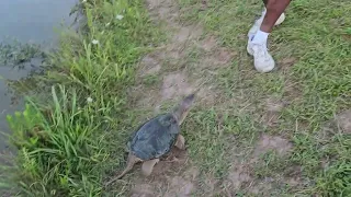 Snapping Turtle( Chelydra Serpentina) chasing .....